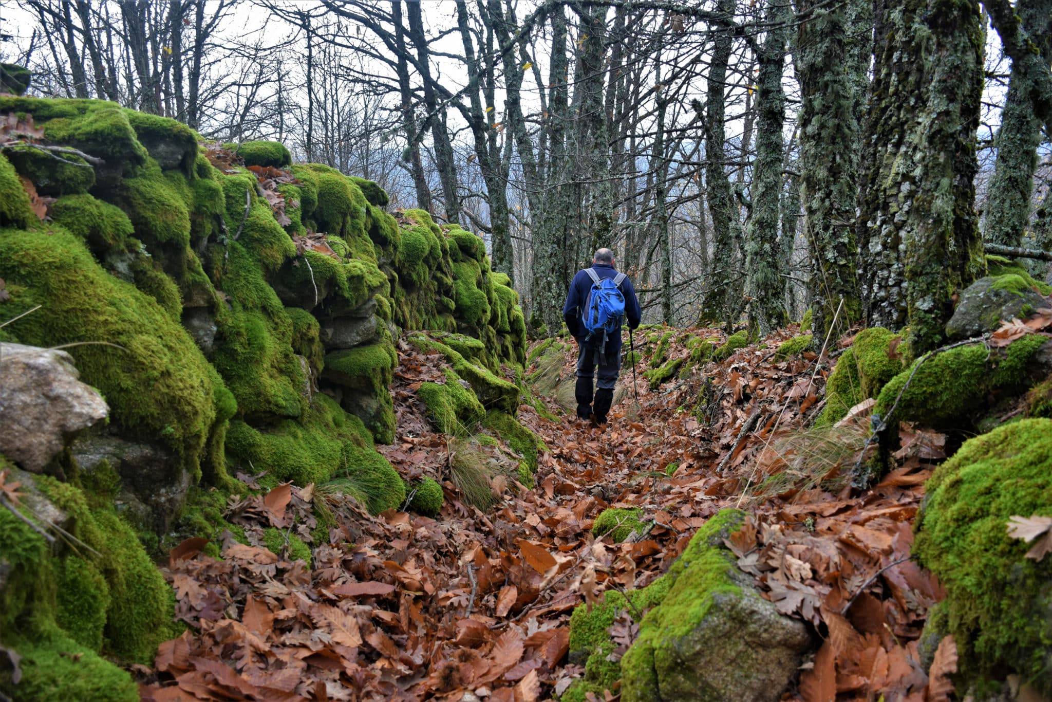 Castañar en Hervás, Valle de Ambroz