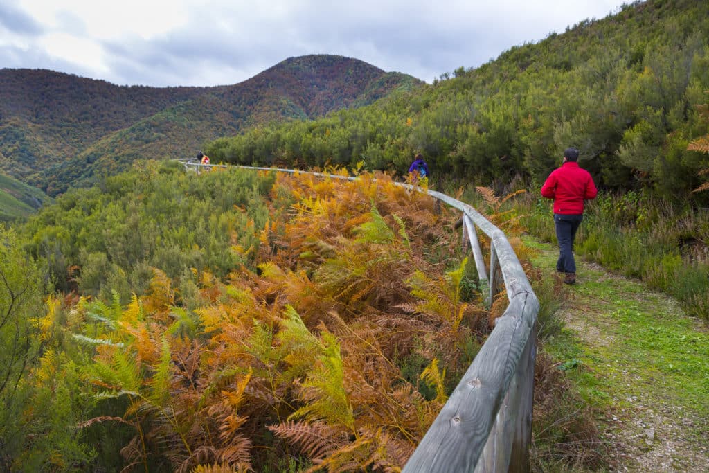 Muniellos Nature Reserve, Fuentes del Narcea, Degaña e Ibias Natural Park, Asturias, Spain, Europe