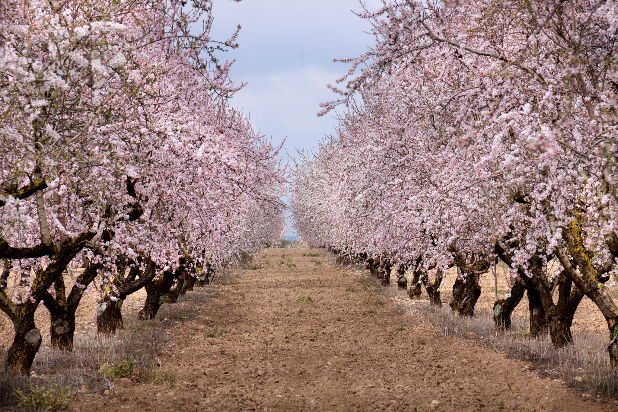 Almendros en flor