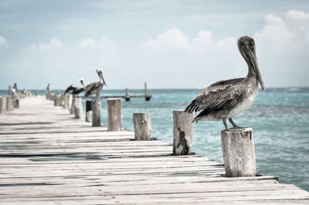 Destinos naturales: Turismo Ornitológico