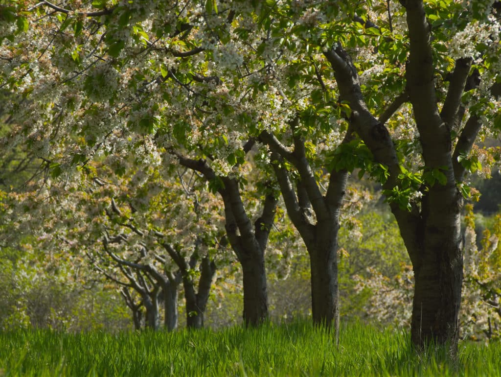 Almendros