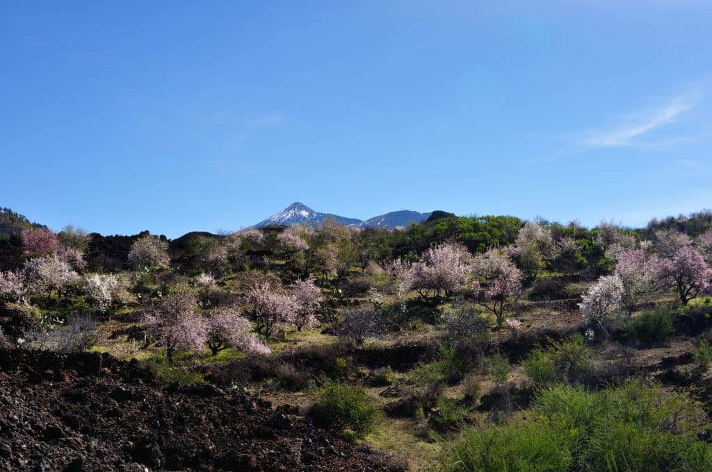 almendros y teide