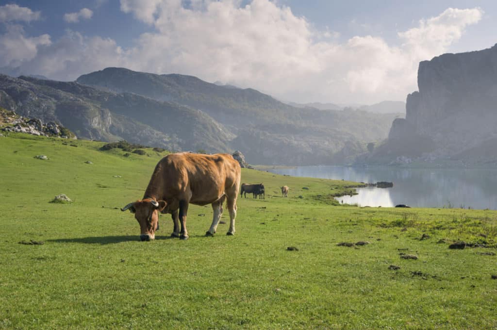 Picos de Europa