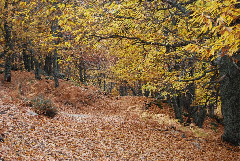 Castañar de El Tiemblo en noviembre