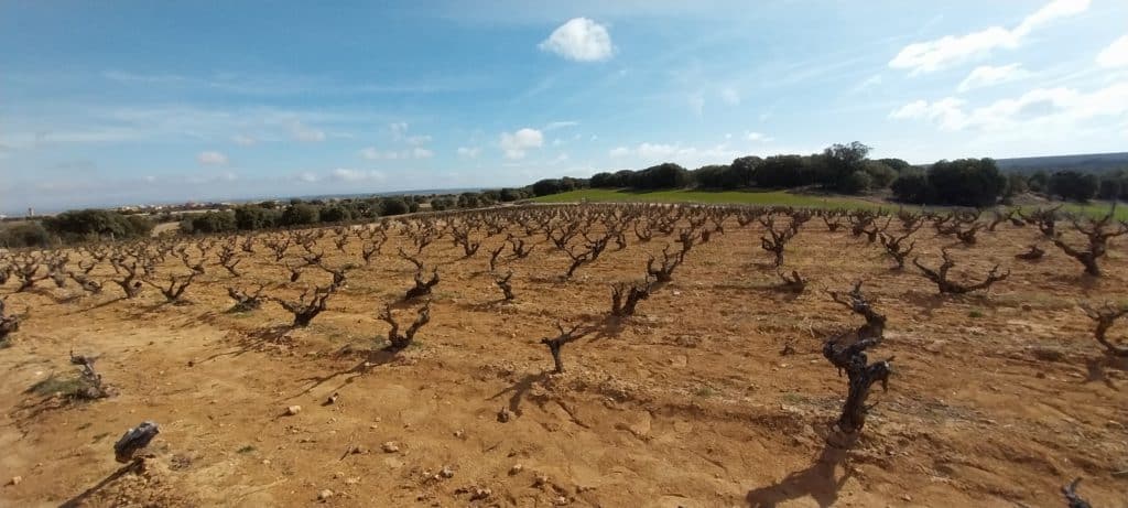 Viñedos de Atauta en el mes de abril