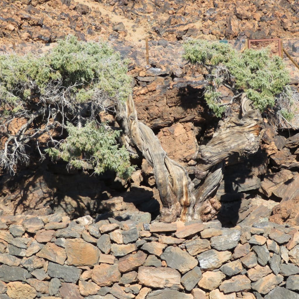 "El Patriarca", ejemplar de cedro canario que ha cumplido 1124 años. Fotografía de Facebook, Parque Nacional del Teide. 