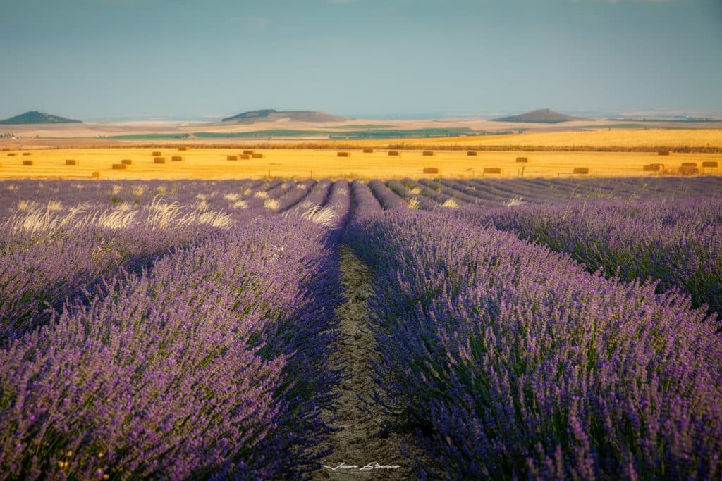 Tiedra lavanda