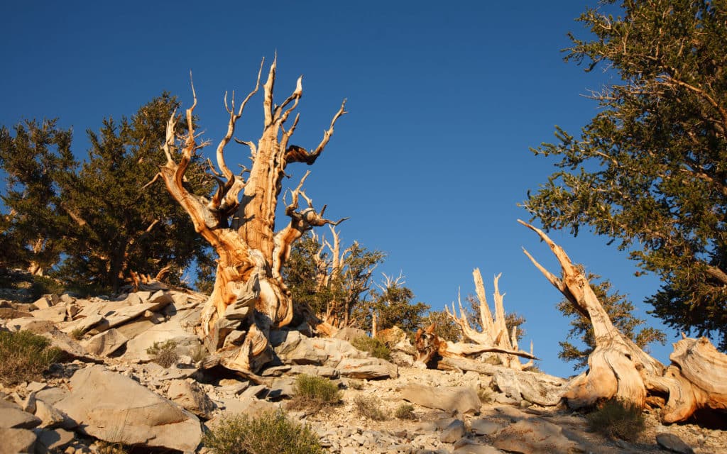 Ejemplares de Pinos longaeva en el Bosque Nacional de Inyo, Nevada. Por shoenberg3