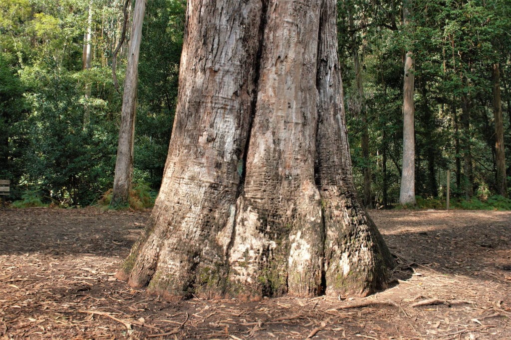 Bosque de Souto da Retorta.