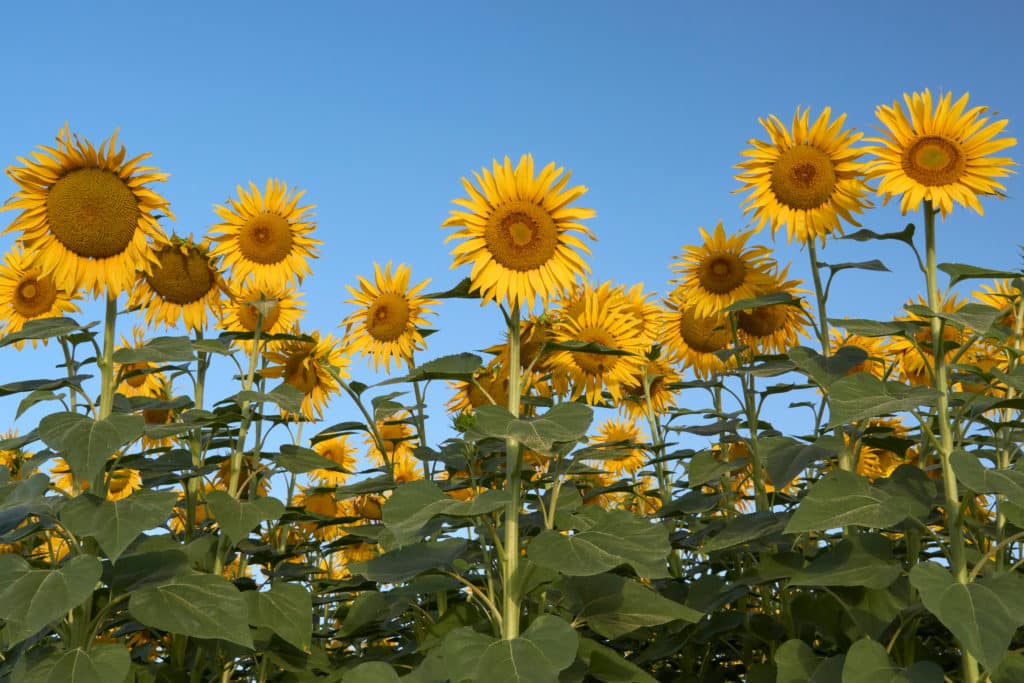 Campos de girasoles en la provincia de Málaga