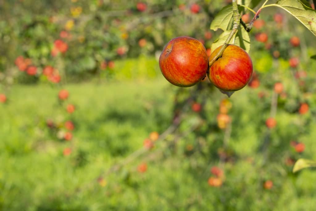 Manzanos en el País Vasco