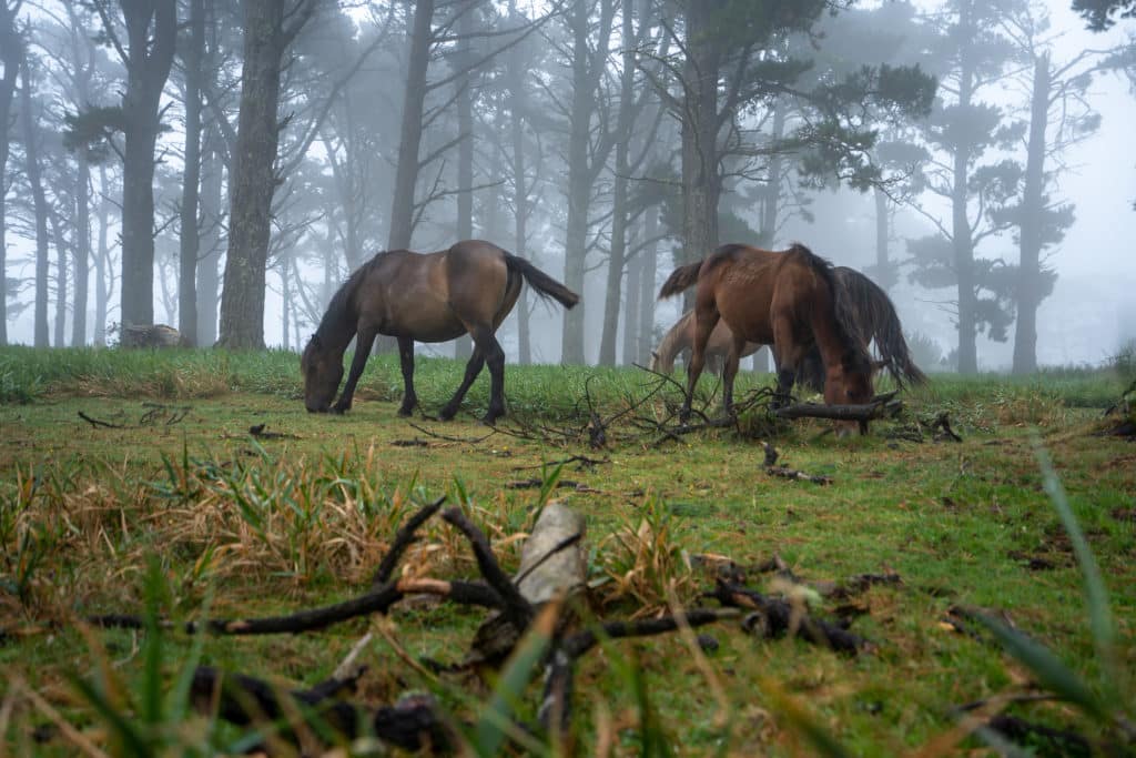 Caballos en la niebla, San Andrés de Teixido, La Coruña