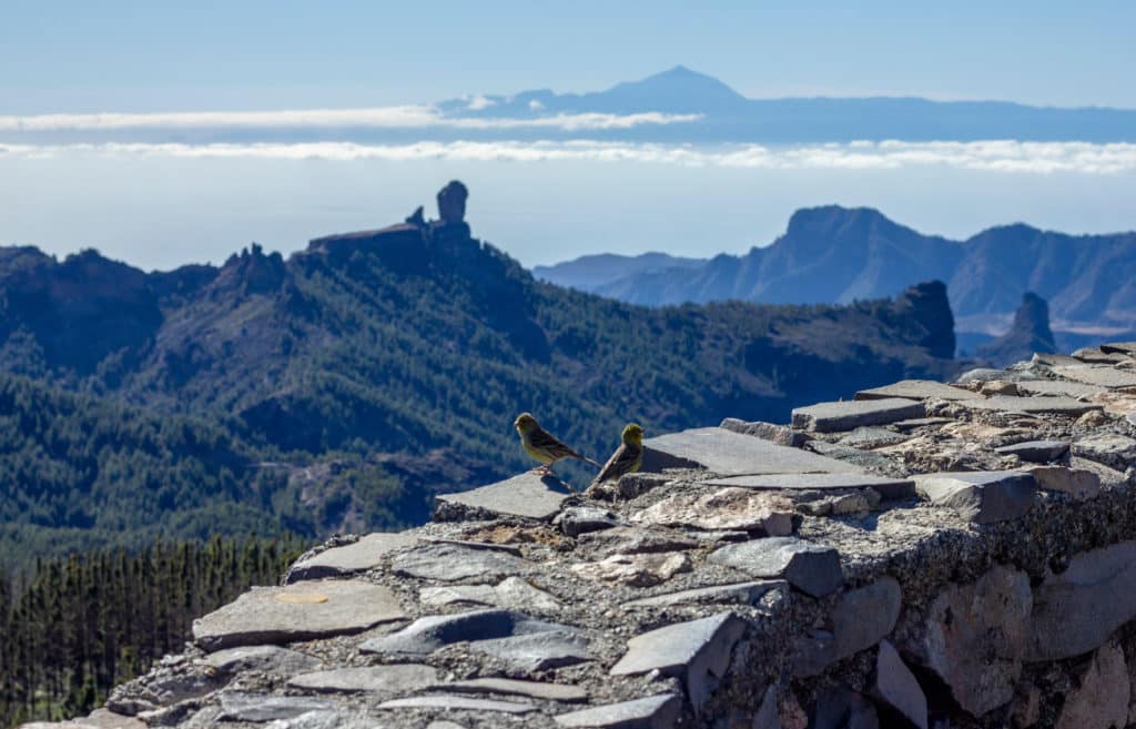 Mirador Pico de las Nieves