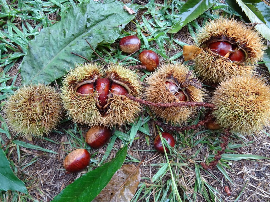 Amagüestu en noviembre