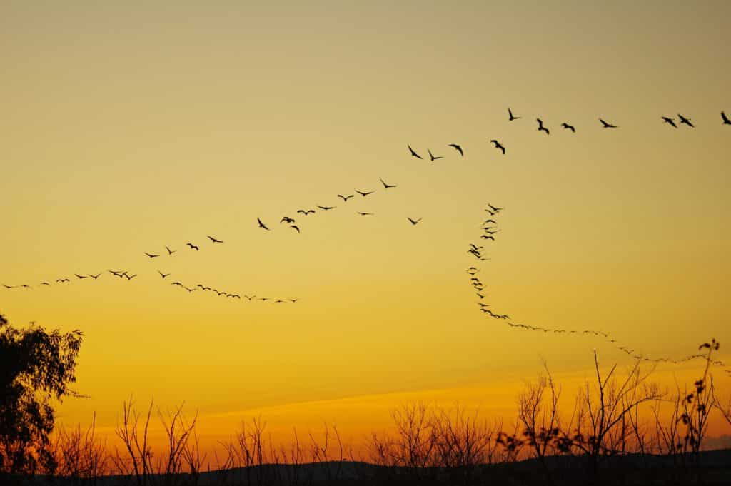 Grullas al atardecer en Extremadura