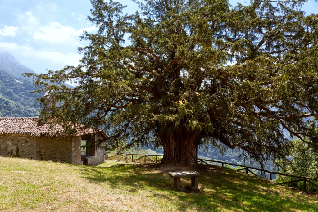 Tejo de Bermiego