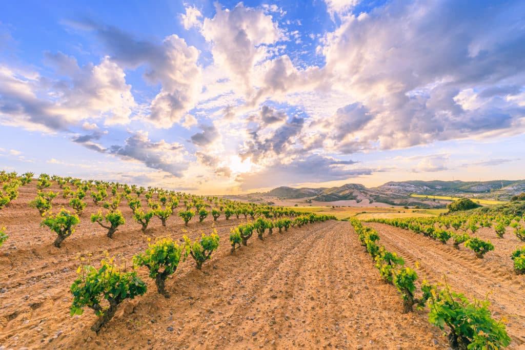 Viñedos en la Ribera del Duero