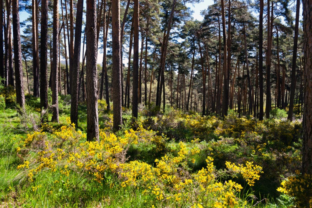 Pinares de Hoyocasero