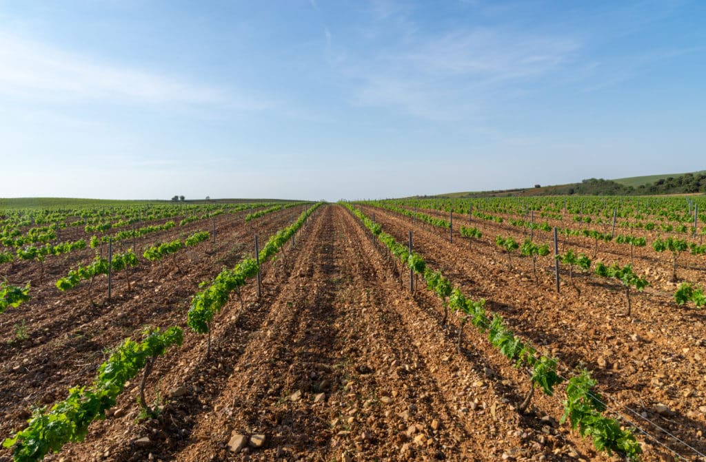 Viñedos de Cariñena