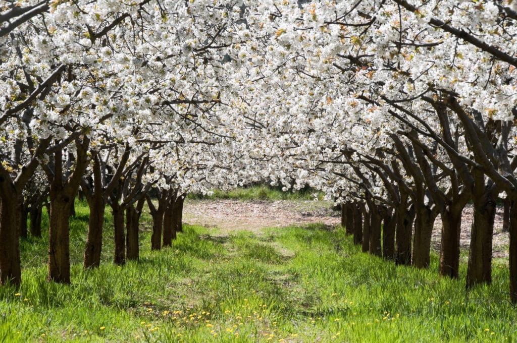 Primavera en Valle de las Caderechas