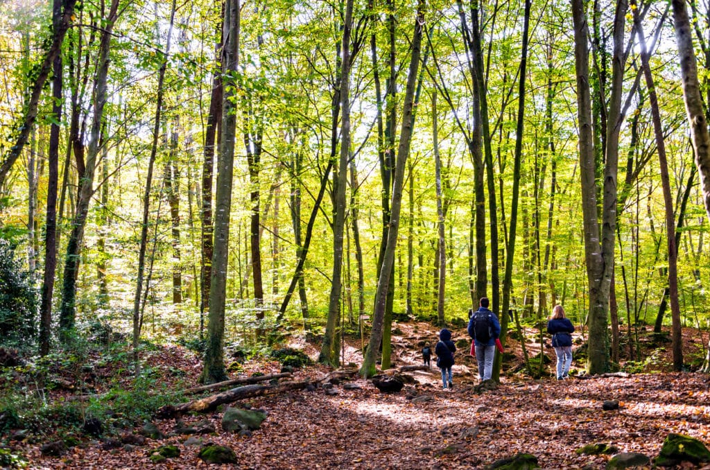 Fageda d'en Jordà