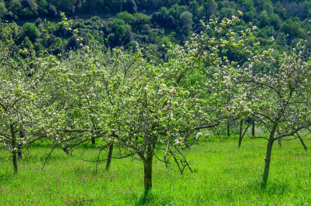 Visita la Comarca de la Sidra en abril