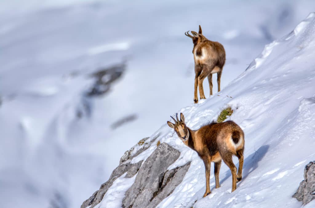 Paisaje nevado: Picos de Europa