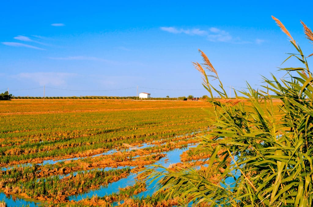 Delta del Ebro