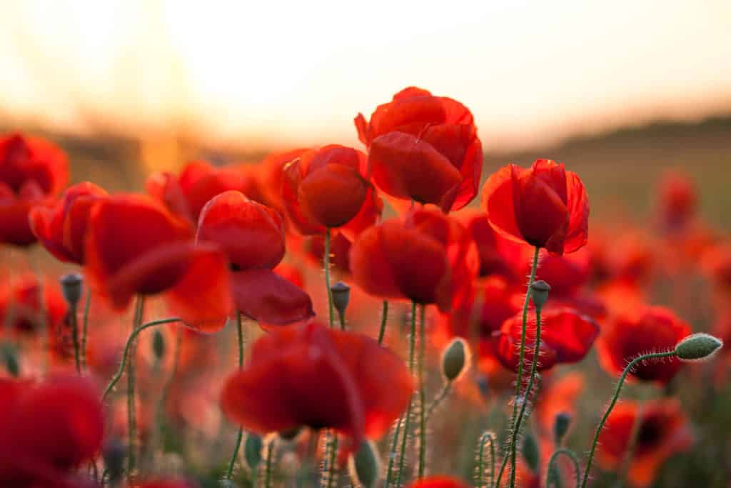 En abril visita los campos de amapola de Polán