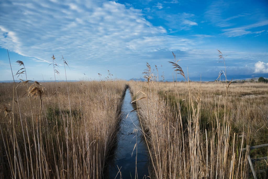 Albufera, Mallorca