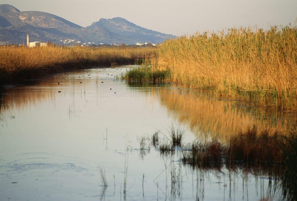 Albufera de Mallorca. Por Eduardo Miralles, Newlink Spain