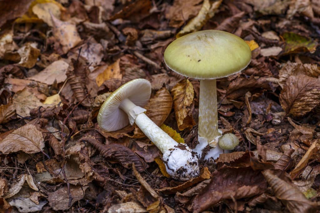 Amanita phalloides