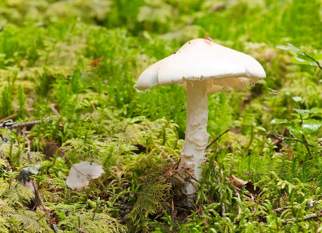 Amanita virosa, setas tóxicas