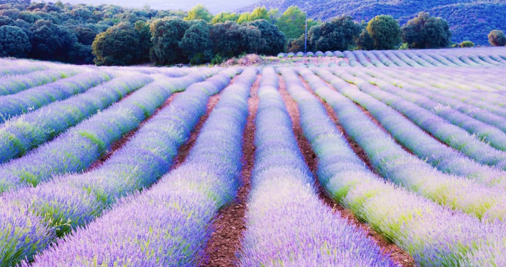 Campos de lavanda en floración en Brihuega (Guadalajara).