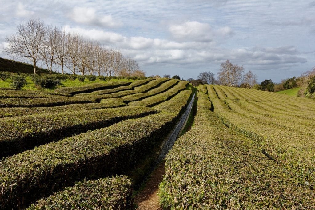 São Miguel, Azores, té más antiguo de Europa