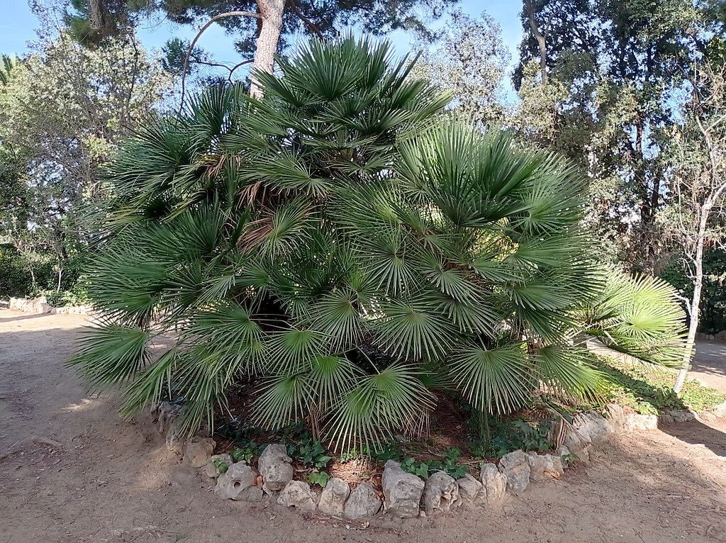 Palmera enana