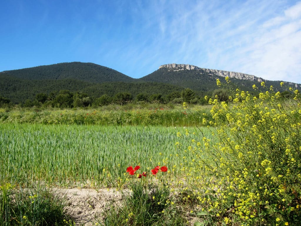 El Despeñador, Castalla