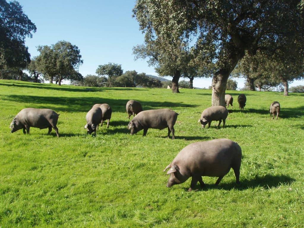 Dehesa, Extremadura