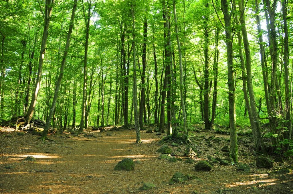 Fageda d'En Jordà