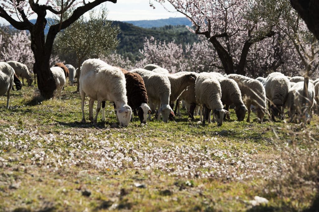 Ovejas en Castellón