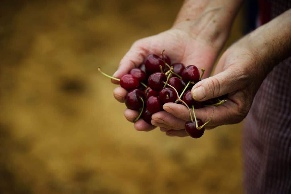 Cerezas de la provincia de Castellón