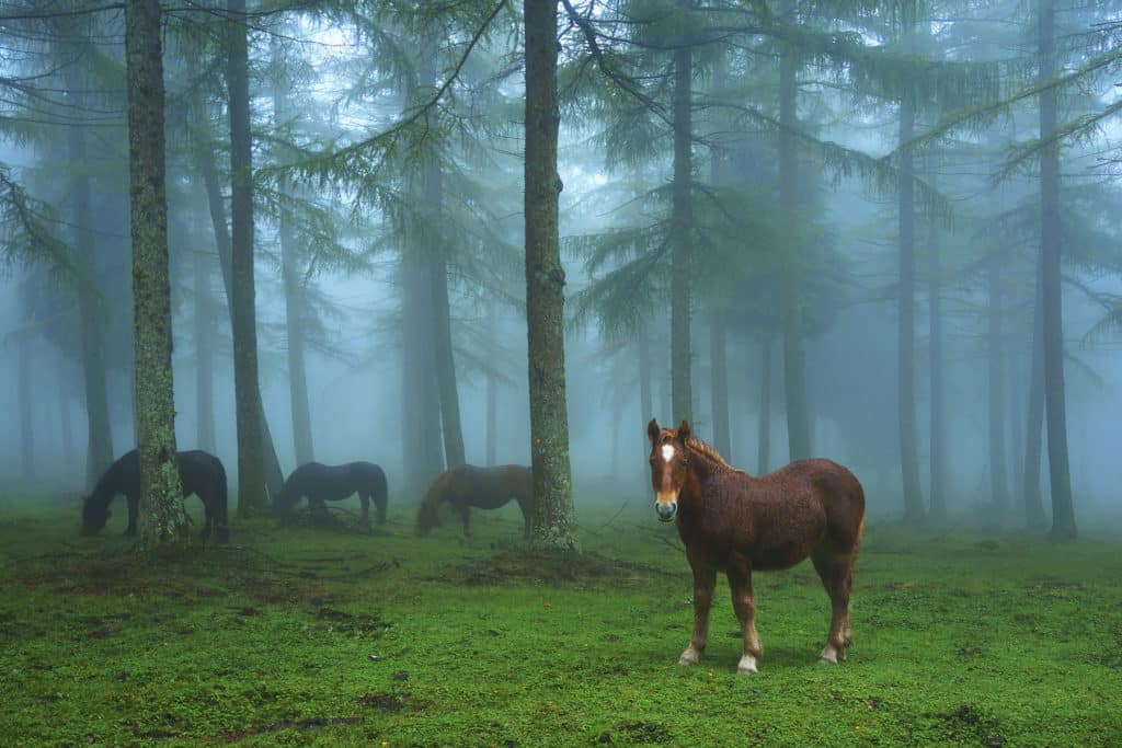 Gorbea