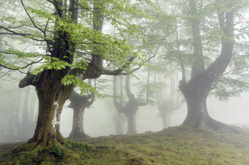 Gorbea