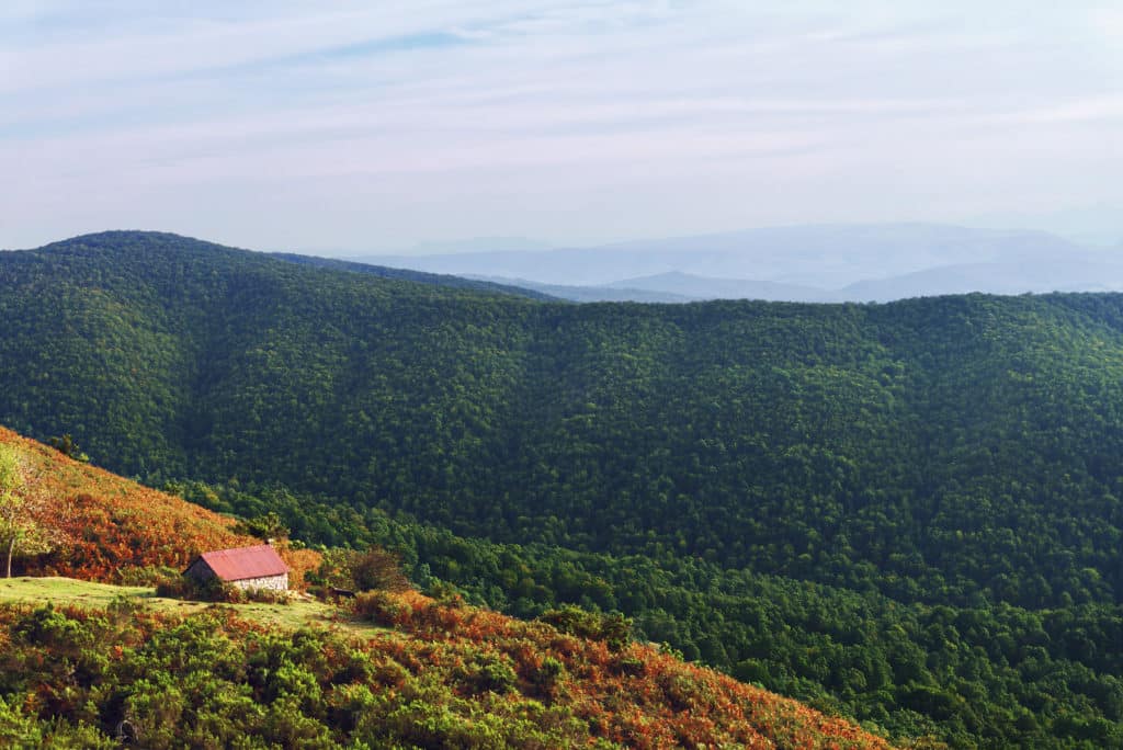 Gorbea