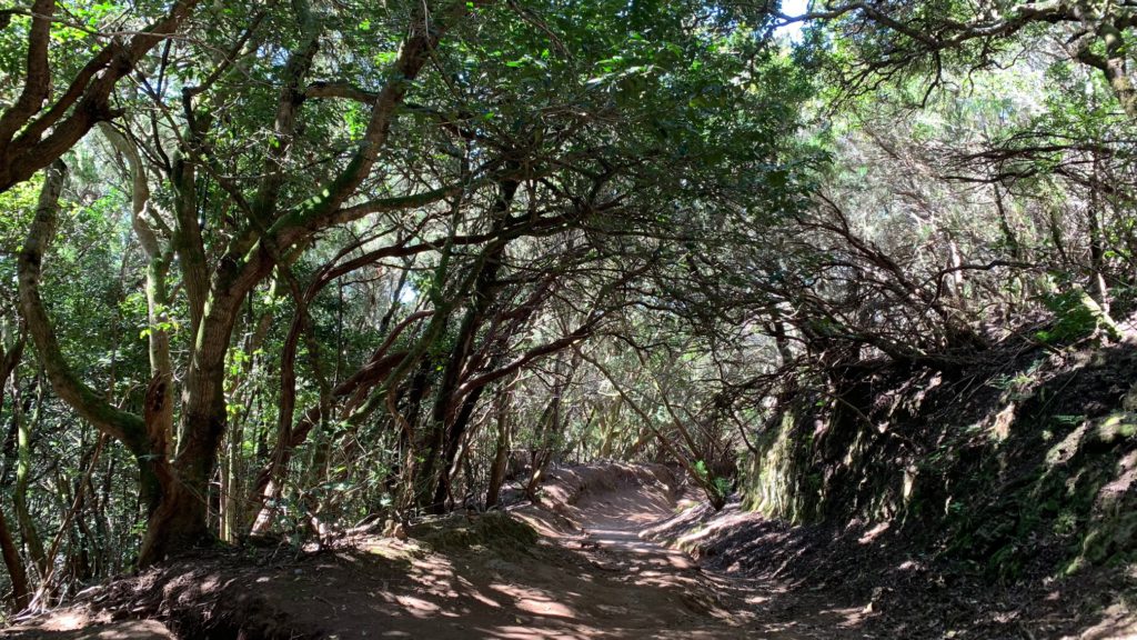 Rutas de senderismo en Tenerife: sendero de los sentidos de Anaga