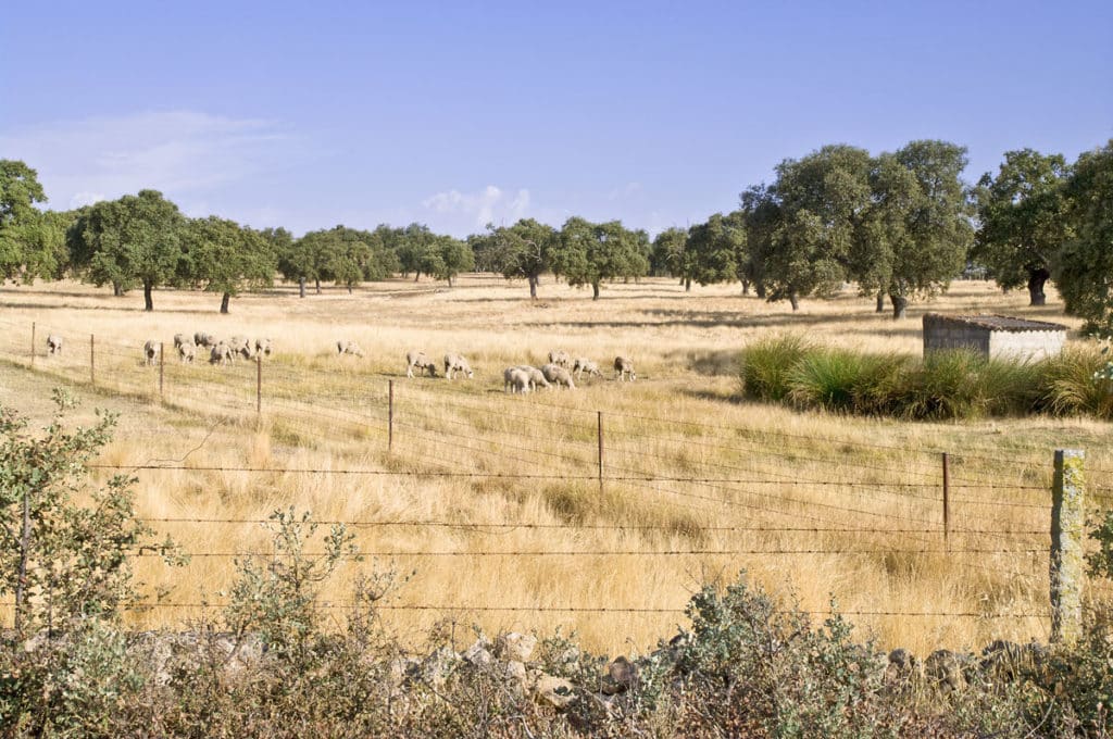 Dehesa de Los Pedroches