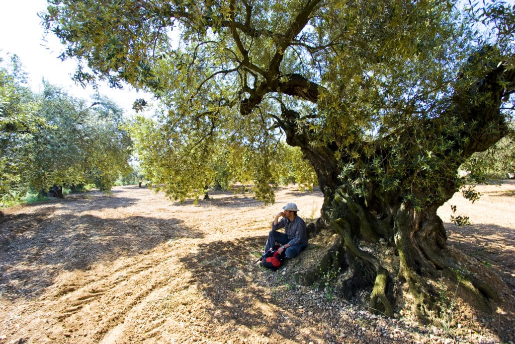 Olivos milenarios Castellón