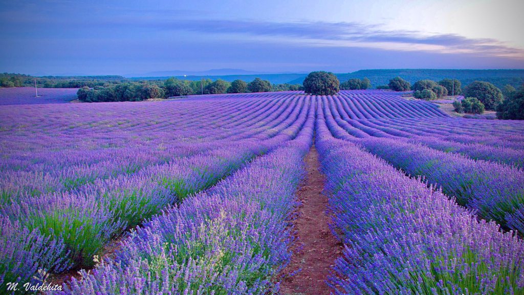 Campos de lavanda de Brihuega