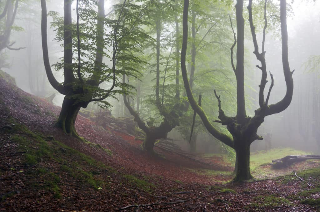 Gorbea