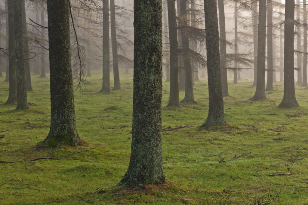 Gorbea